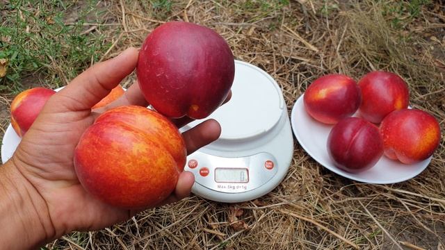 НЕКТАРИН ХАРКО//NECTARINE HARCO