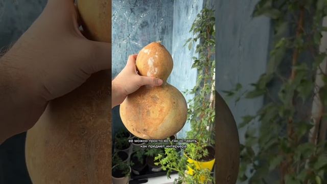 Это бутылочная тыква - лагенария смотреть онлайн