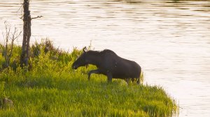 Купание лосей и тайные дела бобров: что делают животные, когда солнце садится? | Все как у людей