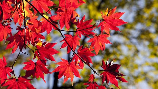 ホルン八重奏「黄昏の紅葉」 デモ音源 смотреть онлайн
