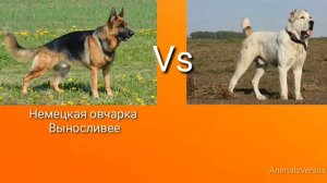 Немецкая овчарка против Алабай! КТО СИЛЬНЕЕ?...