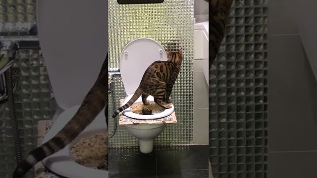 Миссия " Приучить кота ходить на унитаз" дает плоды????? смотреть онлайн