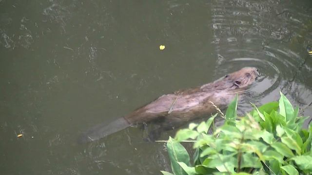 Der Biber genießt das Quellwasser! / Бобр наслаждается родниковой водой смотреть онлайн