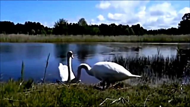 ЮРИЙ ЭДЕЛЬВЕЙС БЕЛЫЕ ЛЕБЕДИ смотреть онлайн