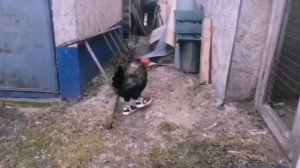 Петух танцует. Видео из архива.