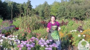 Все об АСТРЕ однолетней: виды, посадка и уход. Как и когда собрать семена астры?