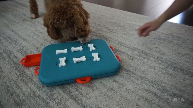 DOG TOY REVIEWS: Casino Interactive Puzzle Game (BEST DOG TOY EVER!!) смотреть онлайн