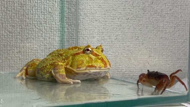 Is Crab Delicious?/ Pacman Frog , African Bullfrog【LIVE FEEDING】