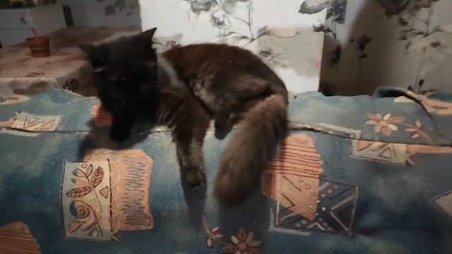 Включил свет в сонном царстве коты кошки и котята глубокой ночью / cats at night смотреть онлайн
