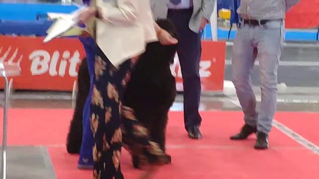 Лаки буэно висто (Борман) смотреть онлайн