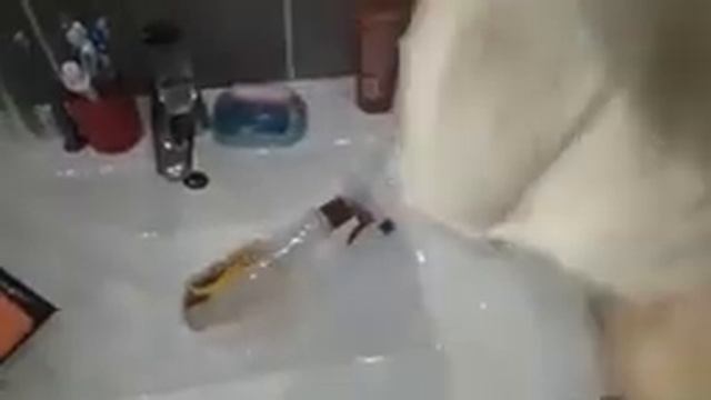 Ремонтный Чемпионат