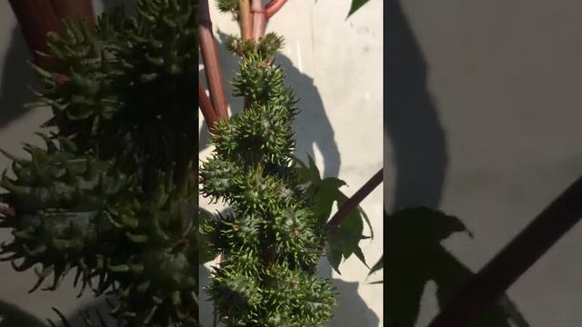 Клещевина декоративная проросла сквозь бетон смотреть онлайн