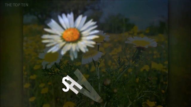 The Top Ten Most Beautiful Daisy Flowers смотреть онлайн