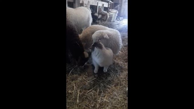 Дружба крепкая, не сломается смотреть онлайн