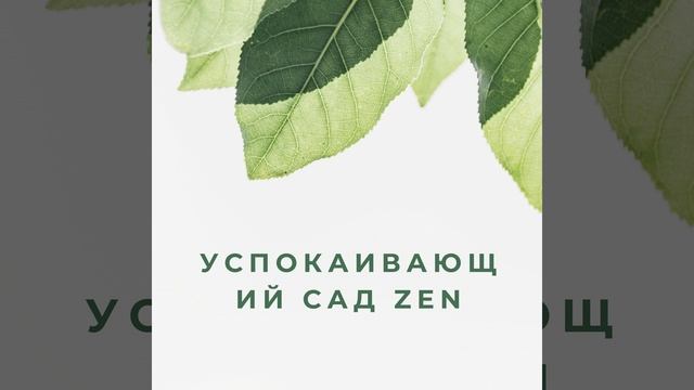 Успокаивающие дзен-прогулки смотреть онлайн