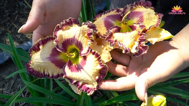 Лилейник Doug Warner. Июнь 2018