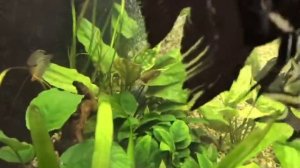 Как качает пьезокомпрессор Prime PR-4113