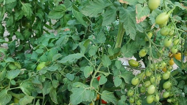 Третий год и все в восторге! Супер маленькие томаты! смотреть онлайн