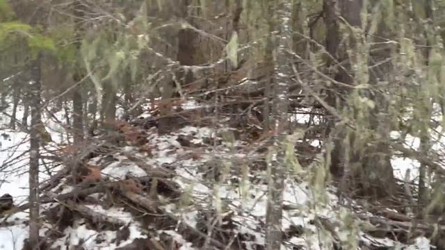 Охота на Бобра капканами зимой. Сезон 2020-2021. Установка капканов. смотреть онлайн