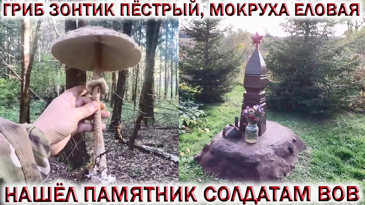 ❗НАШЁЛ ПАМЯТНИК СОЛДАТАМ ВОВ.?ГРИБ ЗОНТИК ПЁСТРЫЙ, МОКРУХА ЕЛОВАЯ, МАСЛЯТА.?Грибы 2022 смотреть онлайн