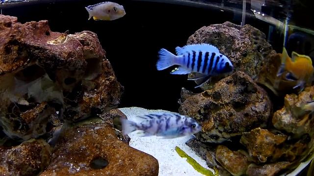 Maylandia zebra Makonde смотреть онлайн