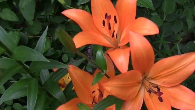 Как правильно выращивать лилии. Полив, удобрение, размножение лилии смотреть онлайн