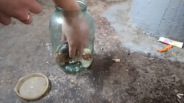 ВЫКИНУЛИ УЛИТОК АХАТИН Спасение домашних животных ДОМАШНИЕ УЛИТКИ АХАТИНЫ ВИДЕО Канал про животны смотреть онлайн