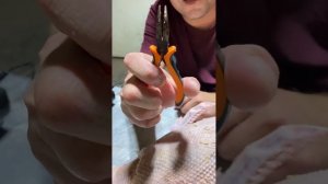 Обзор на электрический пинцет для удаления перьев и пеньков у птицы