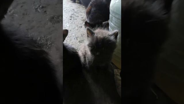 Кошка-крысоловка Катя смотреть онлайн