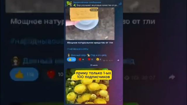 Картошка вырастет с кулак и завалит урожаем, если обработать её этим перед посадкой! #shorts #дача смотреть онлайн