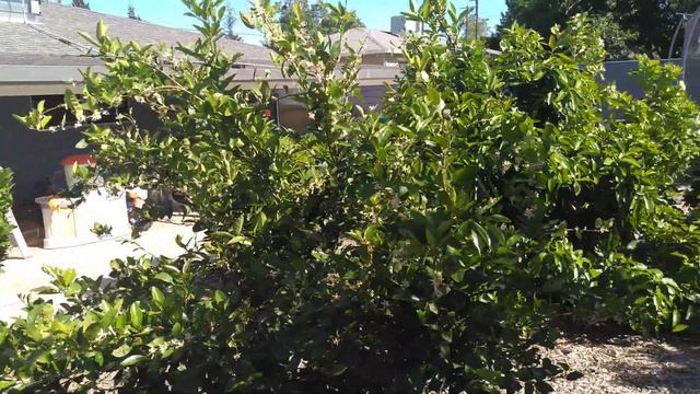 Our Limes (May 1, 2019) смотреть онлайн