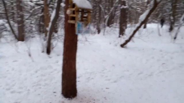 Кормление птиц зимой . С рук . В лесу . Кормушки . Какие птицы . Корм . Птицы зимой . #Shorts смотреть онлайн