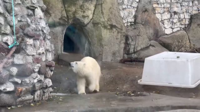 Поездка в Московский зоопарк смотреть онлайн