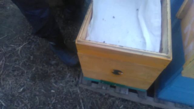 Осмотр пасеки 2020 , как должны сидеть пчёлы. Расположение летков против мыши. смотреть онлайн