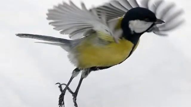 Голоса птиц для детей Синица смотреть онлайн