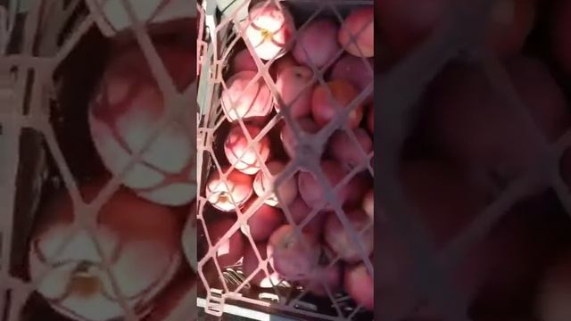 Иранский ред Делишес лучшего качества из лучших садов Ирана от Алексея Марченко смотреть онлайн