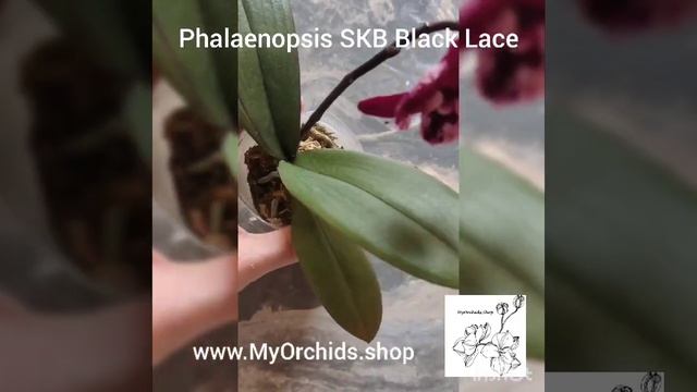 Phalaenopsis SKB Black Lace смотреть онлайн