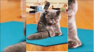 Зарядка с котиками