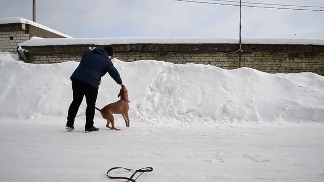 10 ВАЖНЫХ СОВЕТОВ по воспитанию собак | дрессировка собак смотреть онлайн