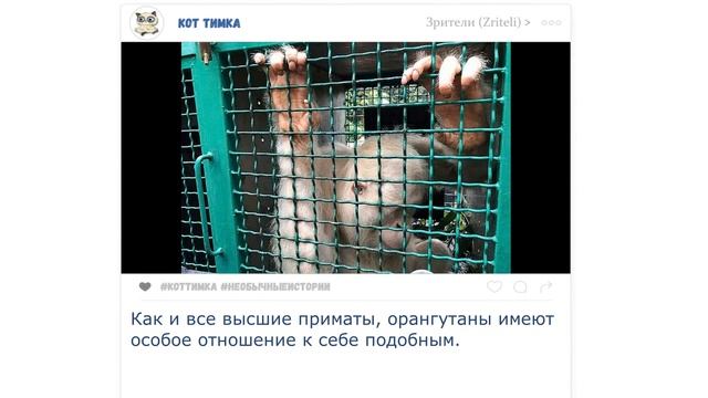 Год в плену у людей. Альба – последний в своем виде орангутан-альбинос смотреть онлайн