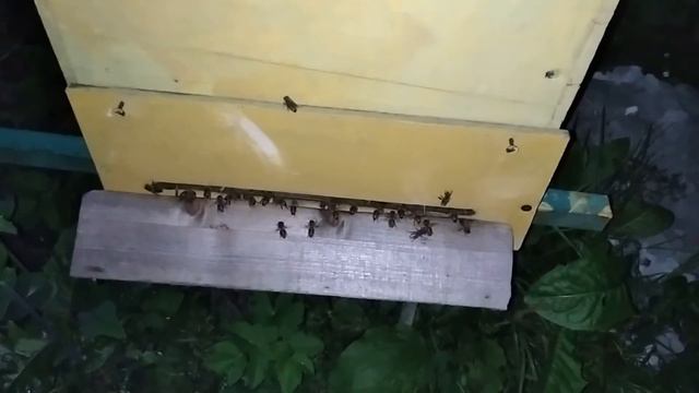 Знаете, что делают пчёлы ночью смотреть онлайн