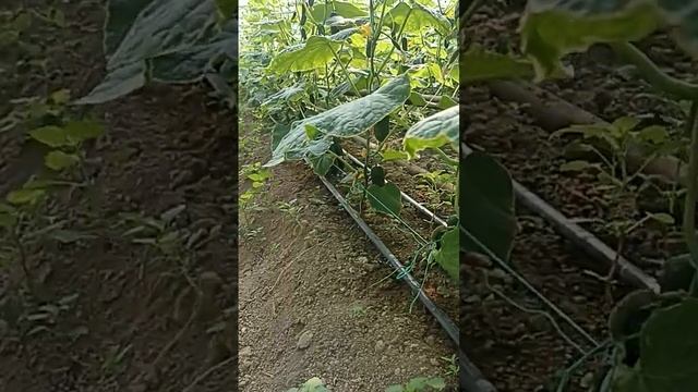 Кассиус ф1 туртинчи терим. смотреть онлайн