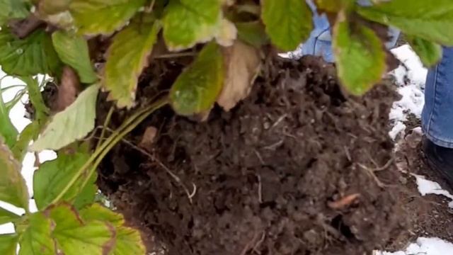 Какой сорт земляники выбрать для выращивания в комнате? смотреть онлайн
