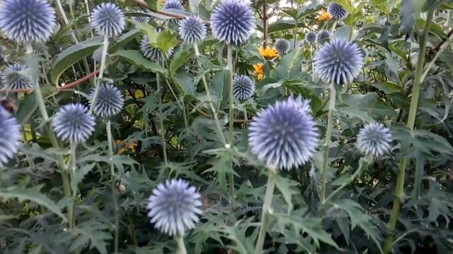 ЗИМА на Подходе а Я СЕЮ смотреть онлайн