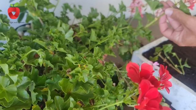 Sada je vrijeme da razmnožite pelargonije - ovo je najjednostavniji način смотреть онлайн