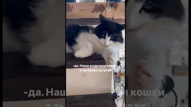 Ты в курсе что ты приёмный? смотреть онлайн