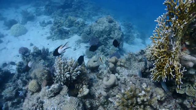 Дайвинг в Хургаде,сентябрь 2021 смотреть онлайн