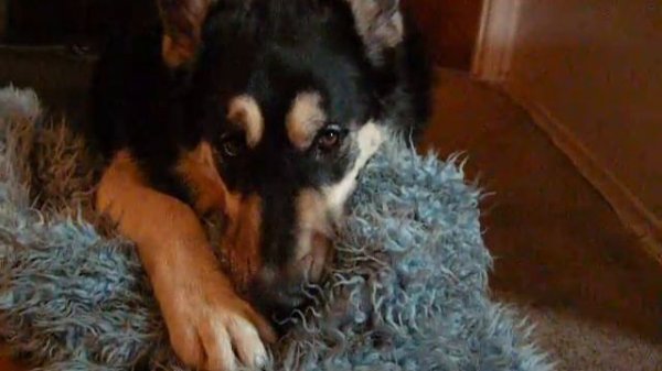 Tsume kills the cookie monster