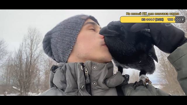 Что делает ворон, когда сидит один