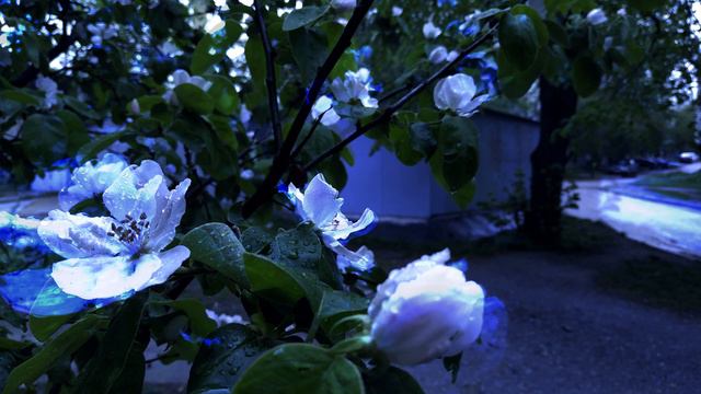 Red Bloody Roses - Неизбежно (demo) смотреть онлайн